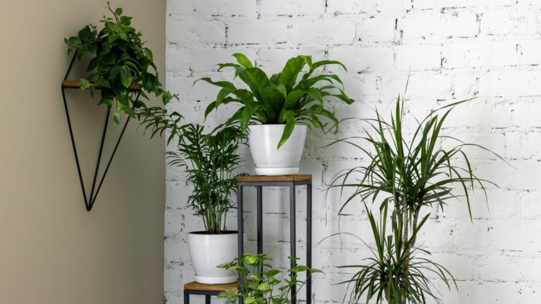Meilleurs supports pour plantes d’intérieur – inspiration d’experts en matière de style Meilleurs supports pour plantes d'intérieur – inspiration d'experts en matière de style