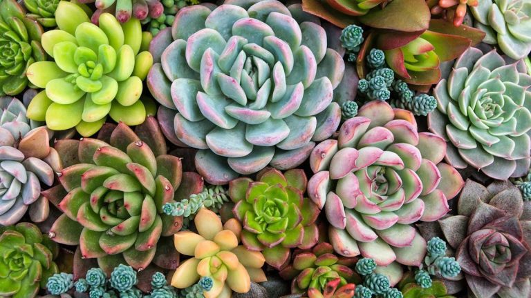 Erreurs succulentes – 5 erreurs courantes à éviter lors de l’entretien de ces plantes Erreurs succulentes – 5 erreurs courantes à éviter lors de l’entretien de ces plantes