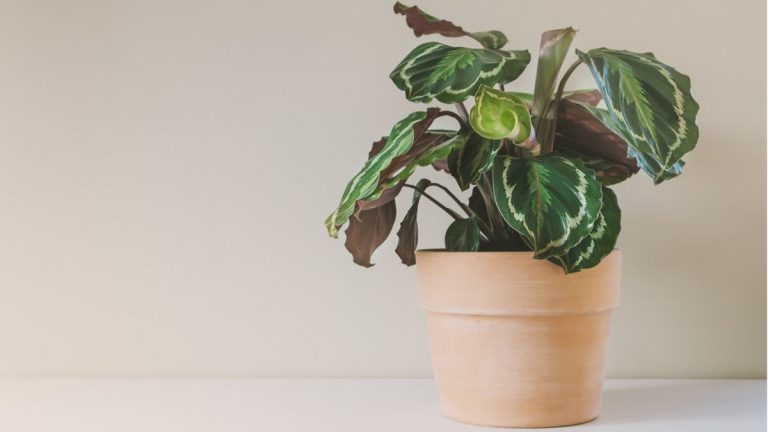 Guide d'entretien de Calathea – 5 conseils d'experts pour garder ces plantes d'intérieur difficiles heureuses