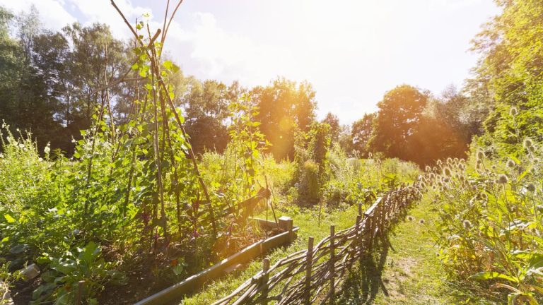 Comment clôturer une parcelle sauvage – et transformer une zone naturelle de votre jardin