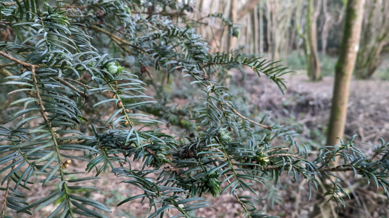 Une nouvelle étude révèle les meilleurs arbres pour réduire la pollution de l’air – et les résultats vous surprendront