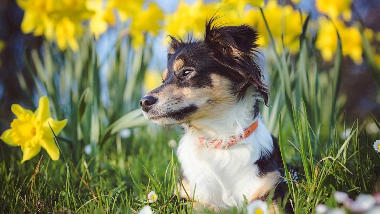 Les bulbes de printemps sont-ils toxiques pour les animaux domestiques ?  Les experts discutent des dangers de ces belles fleurs