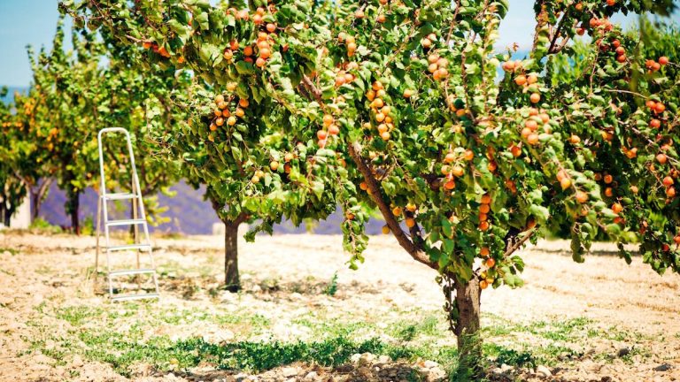 Comment tailler un abricotier – étapes clés de la taille pour les plants jeunes et établis