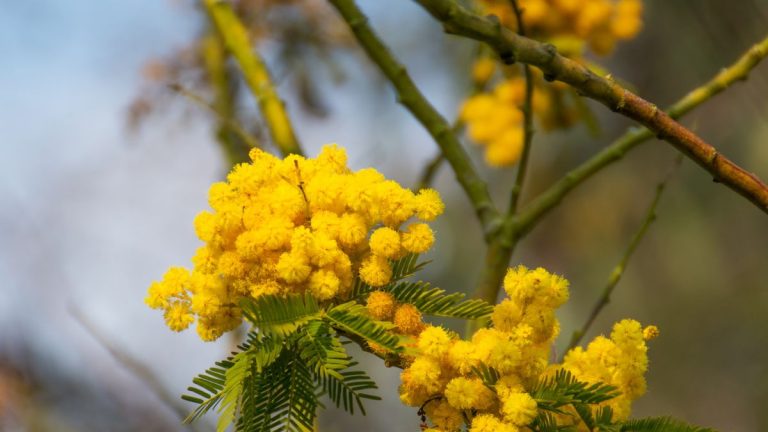 Comment tailler et entretenir le mimosa – pour contrôler ces arbres à croissance rapide