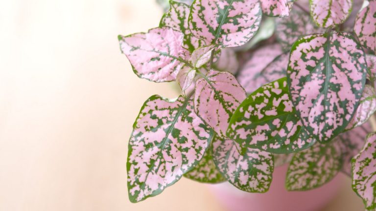 Guide d'entretien des plantes à pois – 5 conseils d'experts pour cultiver cette plante d'intérieur à motifs
