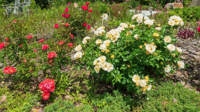 Quand et comment tailler les rosiers dérivants pour maintenir la floraison de ces buissons compacts
