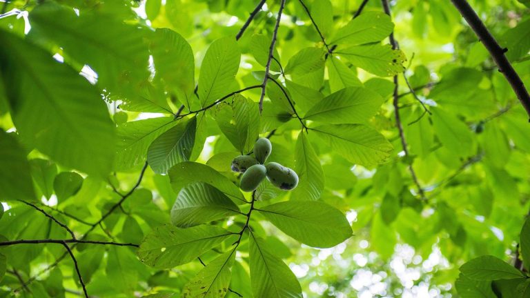 Guide d'entretien et de culture du papayer – conseils d'experts sur ces arbres fruitiers indigènes