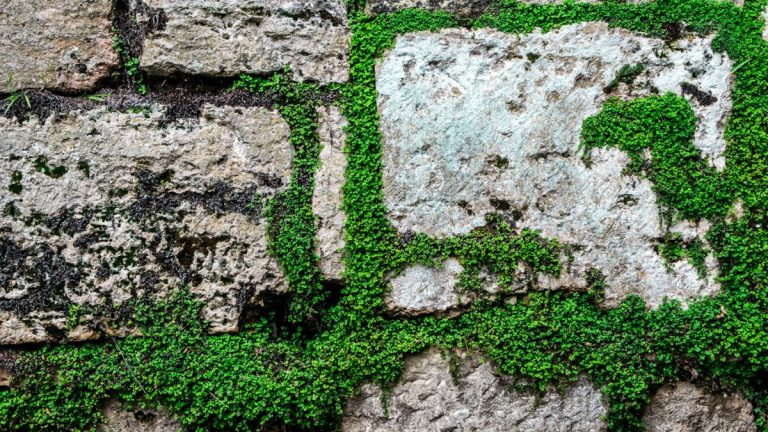 Guide d'entretien de Soleirolia soleirolii – 5 conseils d'experts pour cette humble plante grimpante