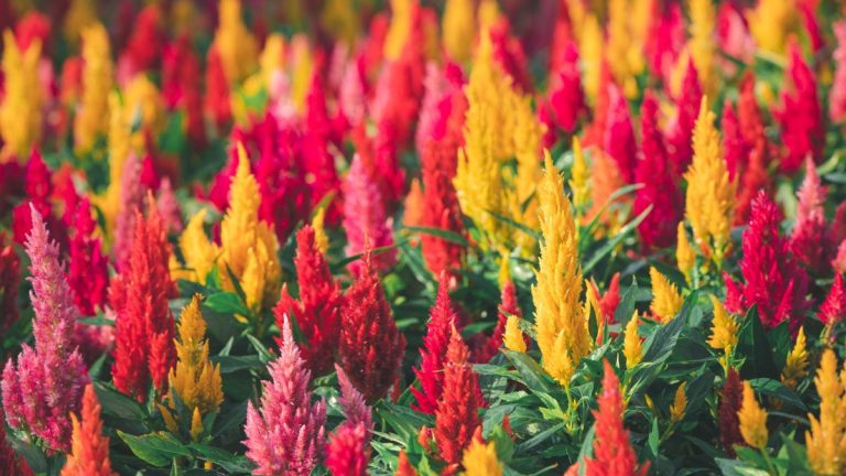 Comment faire pousser de la célosie – la plante à fleurs qui est sans vergogne exagérée
