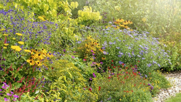7 fleurs à semer en février pour offrir de belles floraisons en massifs, bordures ou bacs