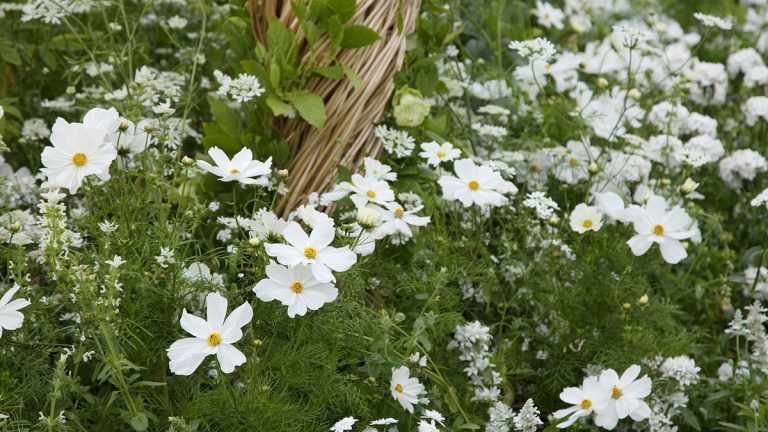 Fleurs blanches pour votre jardin – 11 choix élégants pour bordures et conteneurs