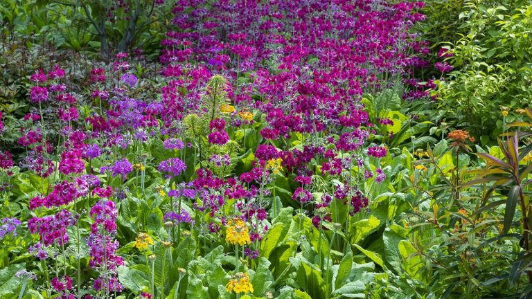 11 plantes vivaces à mi-ombre – des choix fiables pour votre jardin