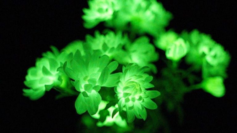 Les scientifiques affirment que de nouvelles plantes lumineuses pourraient remplacer l’éclairage artificiel des jardins