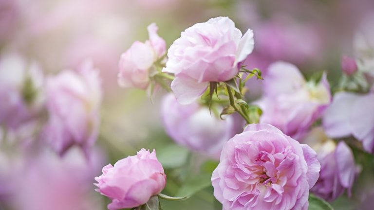 Comment planter des rosiers à racines nues – et remplir votre jardin de fleurs parfumées cet été