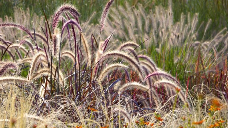 7 graminées ornementales à couper en février – il est temps de tailler les variétés à feuilles caduques et persistantes