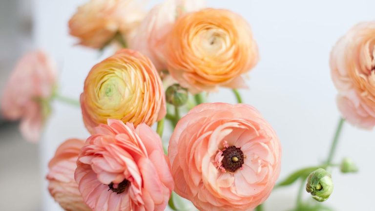 Ce sont les fleurs printanières les plus romantiques à offrir pour la Saint-Valentin – et il n'y a pas une rose en vue