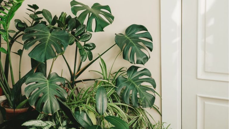 Les plantes d’intérieur peuvent-elles réduire la poussière dans votre maison ?