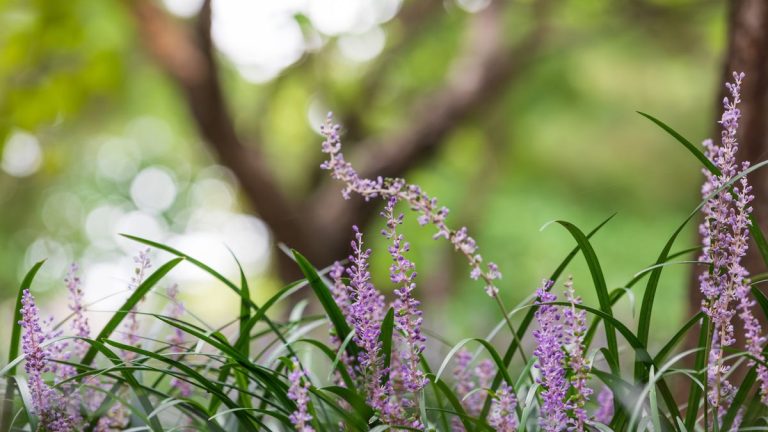 Comment faire pousser de l'herbe des singes - la plante vivace parfaite à mi-ombre