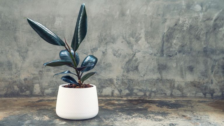 Les hévéas sont-ils toxiques pour les chats ?  Les experts se prononcent sur ces plantes d'intérieur populaires