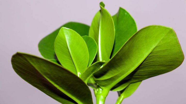Guide d'entretien Clusia – 5 conseils d'experts pour aider cet arbre tropical à prospérer