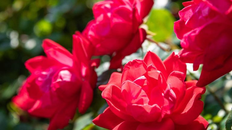 Quand et comment tailler les roses Knock Out – sachez reconnaître les signes indiquant que le moment est venu