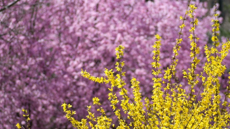 Comment faire pousser du forsythia – l'arbuste robuste qui vous récompensera avec une abondance de fleurs dorées