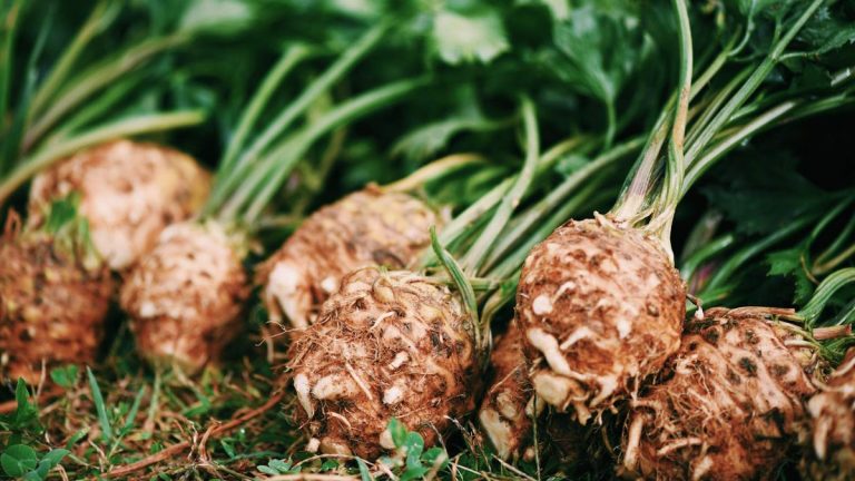 Comment faire pousser du céleri-rave – ce que j'ai appris en cultivant des racines pour les restaurants