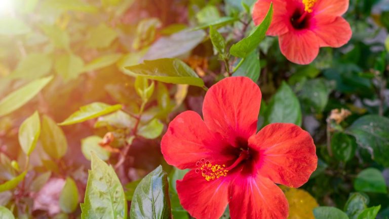 Comment faire pousser de l'hibiscus rustique en pot – conseils d'experts sur la culture en pot