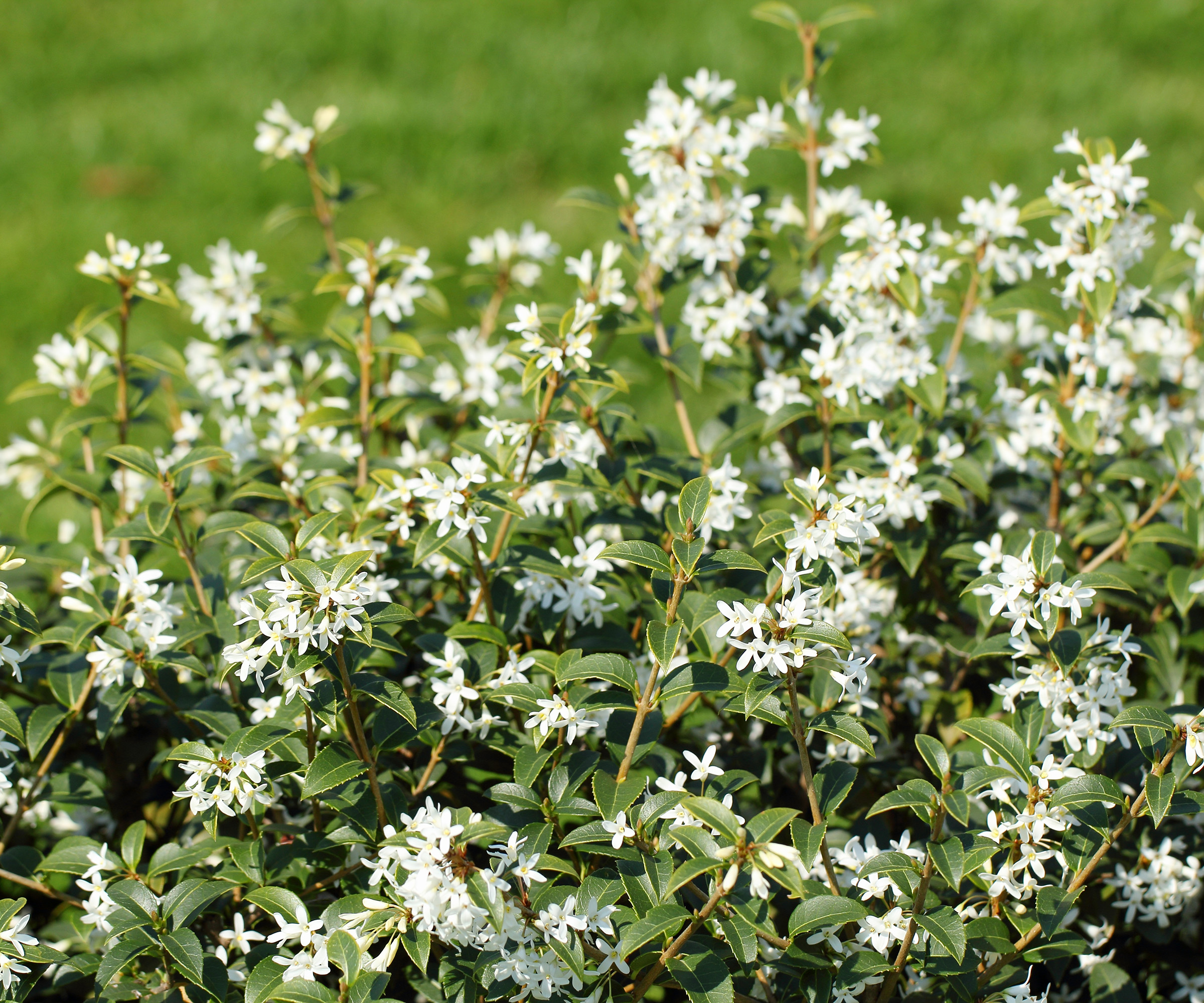 100 Graines De Fleurs D'Osmanthus Blanches - Semences De Qualité Pour Jardin Parfumé Et Facile à Cultiver