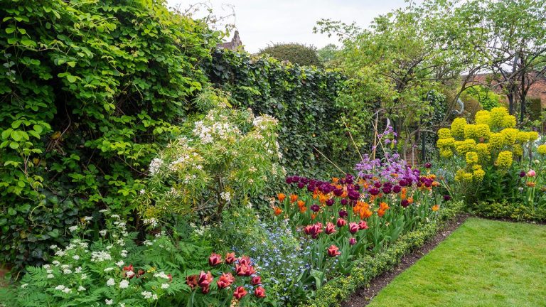 Les meilleures plantes de haie nécessitant peu d’entretien – 9 choix pour les limites du jardin