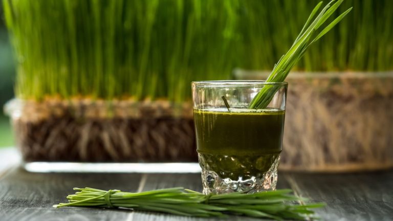 Comment faire pousser de l'agropyre – pour un smoothie superaliment plein de vitamines