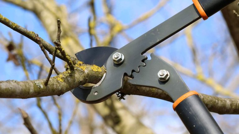 7 arbres à tailler en février – arbres ornementaux et fruitiers à tailler ce mois-ci