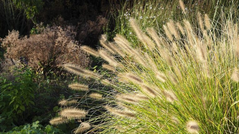 Comment et quand couper l’herbe des fontaines – le ferez-vous à l’automne ou au printemps ?