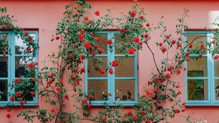 Meilleures roses à racines nues à cultiver cette année – nos cinq meilleurs choix