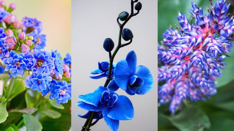 Meilleures plantes d’intérieur bleues – pour créer un environnement intérieur calme