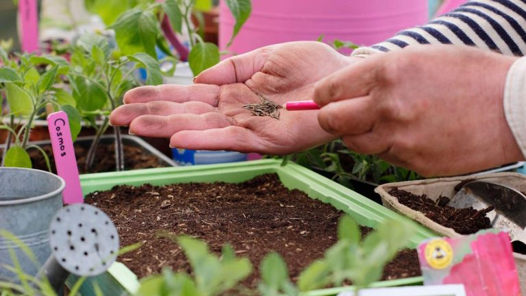 Comment commander des graines pour le jardin de cette année – 6 règles qu'un professionnel suit toujours