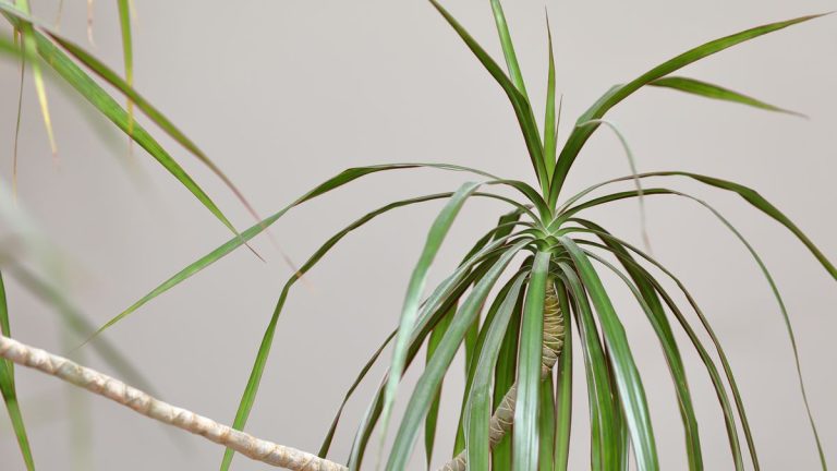 Comment prendre soin d'une plante de dragonnier