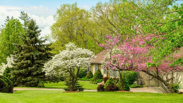 Apprenez à choisir l'arbre parfait pour votre jardin – prenez la bonne décision grâce à notre liste de contrôle d'experts