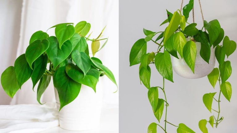 Philodendron ou pothos ?  Comment distinguer ces deux roulottes intérieures