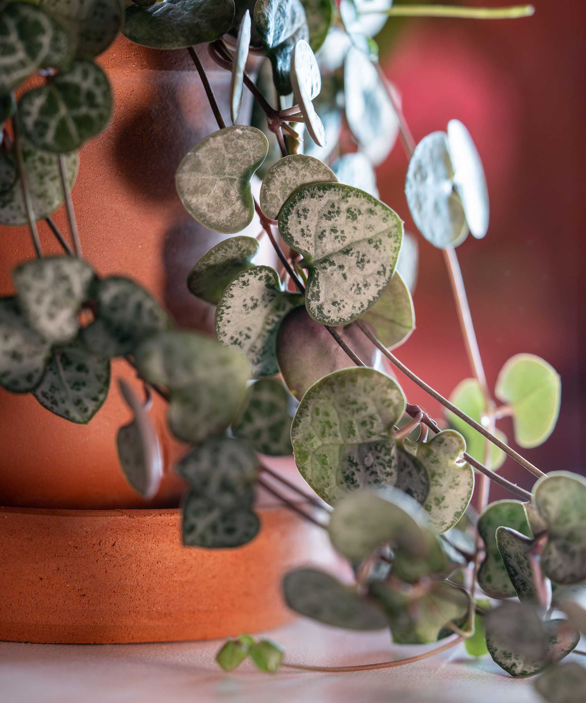 Meilleures Plantes D int rieur Avec Des Feuilles En Forme De C ur 5 
