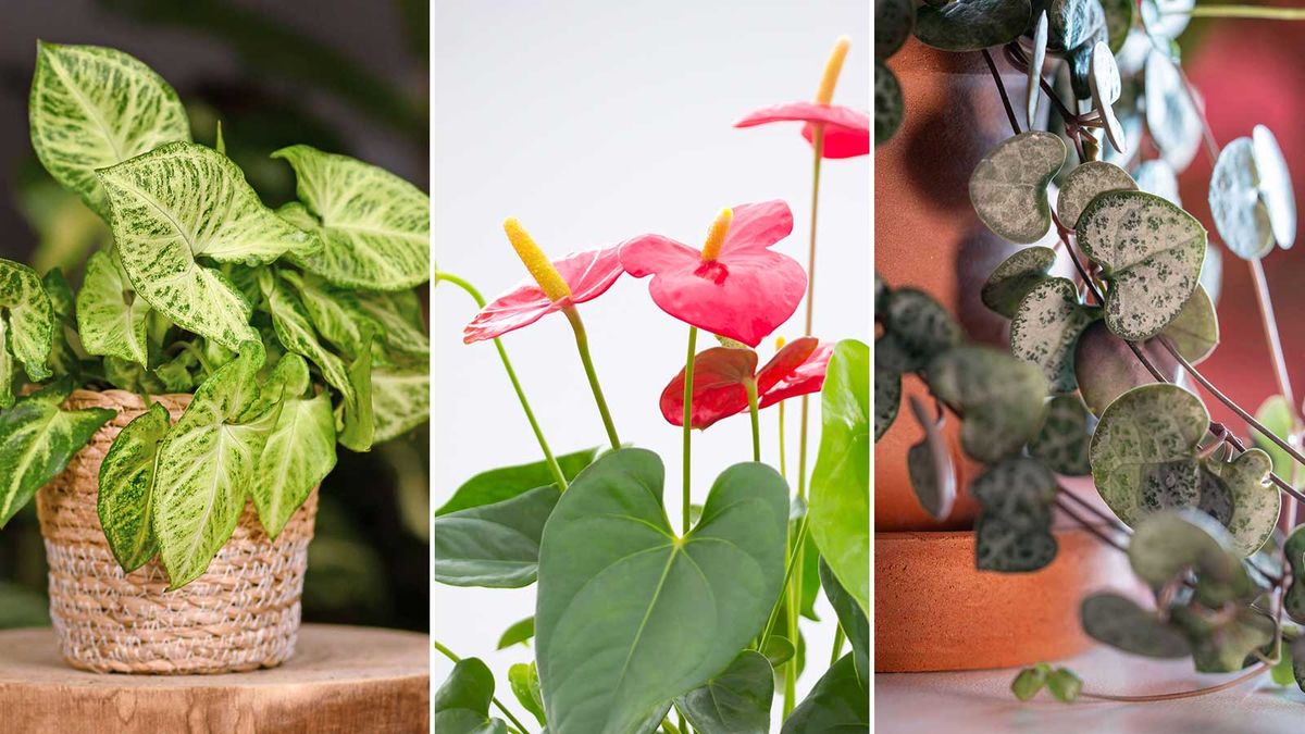 Meilleures Plantes D int rieur Avec Des Feuilles En Forme De C ur 5 