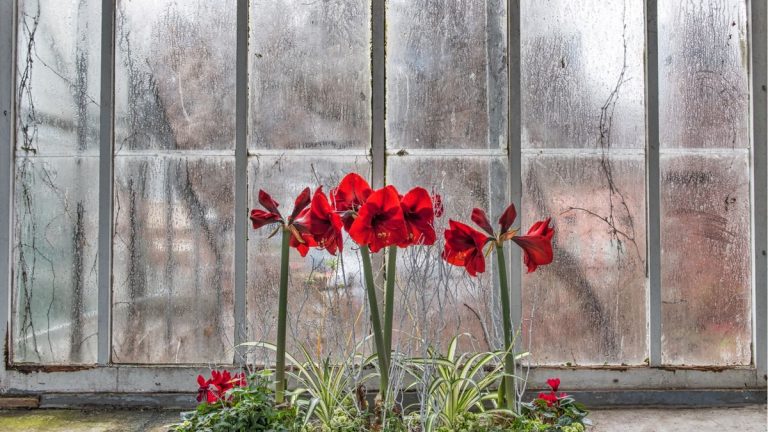 Les créateurs révèlent les fleurs hivernales préférées des États-Unis
