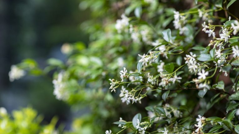 Comment tailler le jasmin étoilé – et garder sous contrôle cette plante grimpante vigoureuse