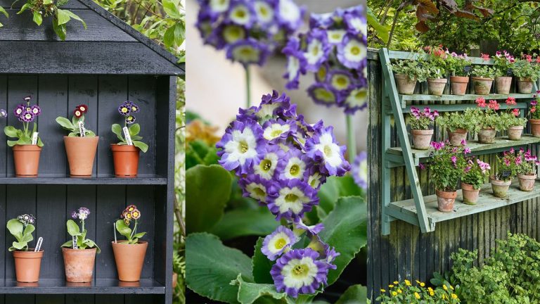 Qu'est-ce qu'un théâtre d'auricules – et pourquoi nous aimons cette charmante méthode de jardinage anglais pour exposer les fleurs printanières