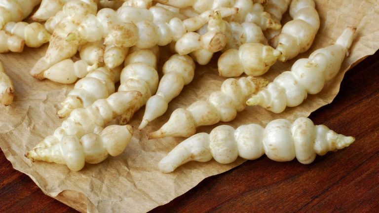Comment faire pousser des artichauts chinois – une culture distinctive et enrichissante avec une saveur unique