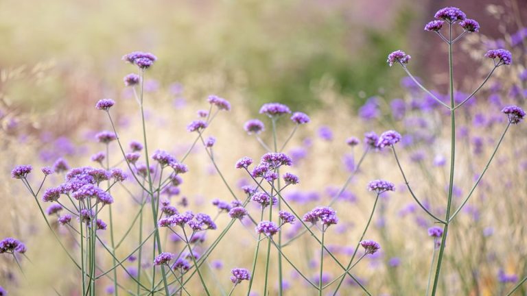 Comment faire pousser de la verveine – la plante à fleurs appréciée des pollinisateurs