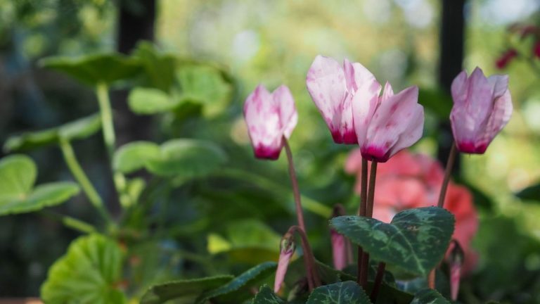 Meilleures fleurs printanières pour l’ombre – 5 fleurs qui n’hésitent pas à se cacher du soleil
