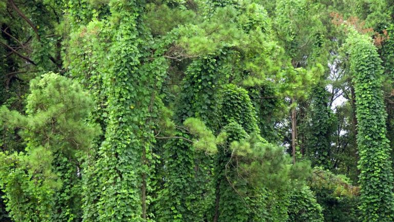 Qu'est-ce que la vigne kudzu ?  Et comment identifier cette plante envahissante