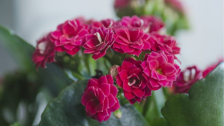 Quand mon kalanchoe fleurira-t-il ?  Nous demandons aux experts