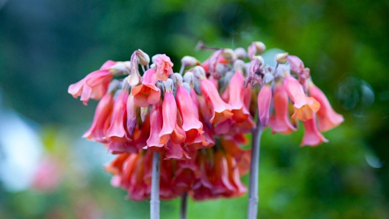 Guide de soins de Mother of Millions – conseils d’experts pour conserver cette succulente floraison